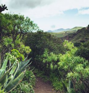 Billeje & biludlejning på Gran Canaria